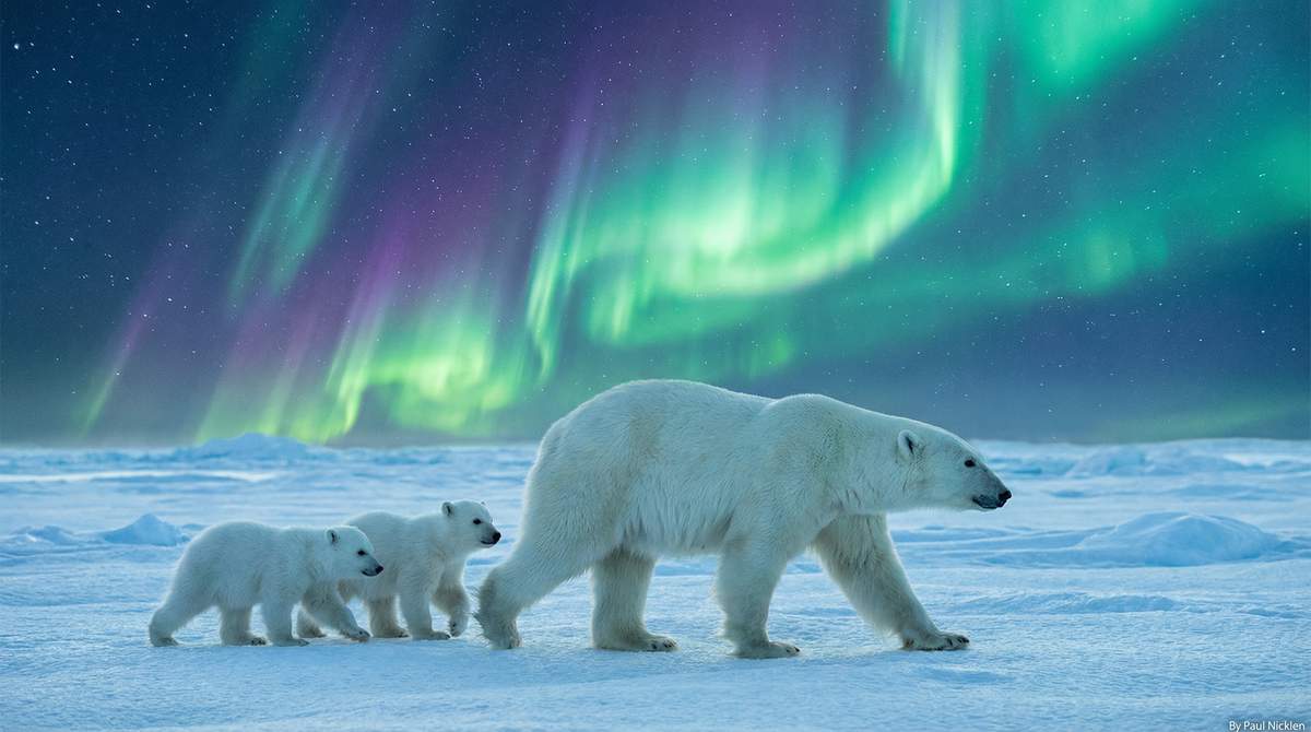 17c一起草北极熊视频